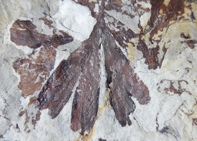 Ginkgo huttoni (STERNBERG in HEER 1876) - Bild &copy; FossNet FossilienStore